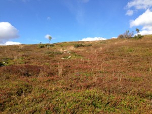 IMG_1666